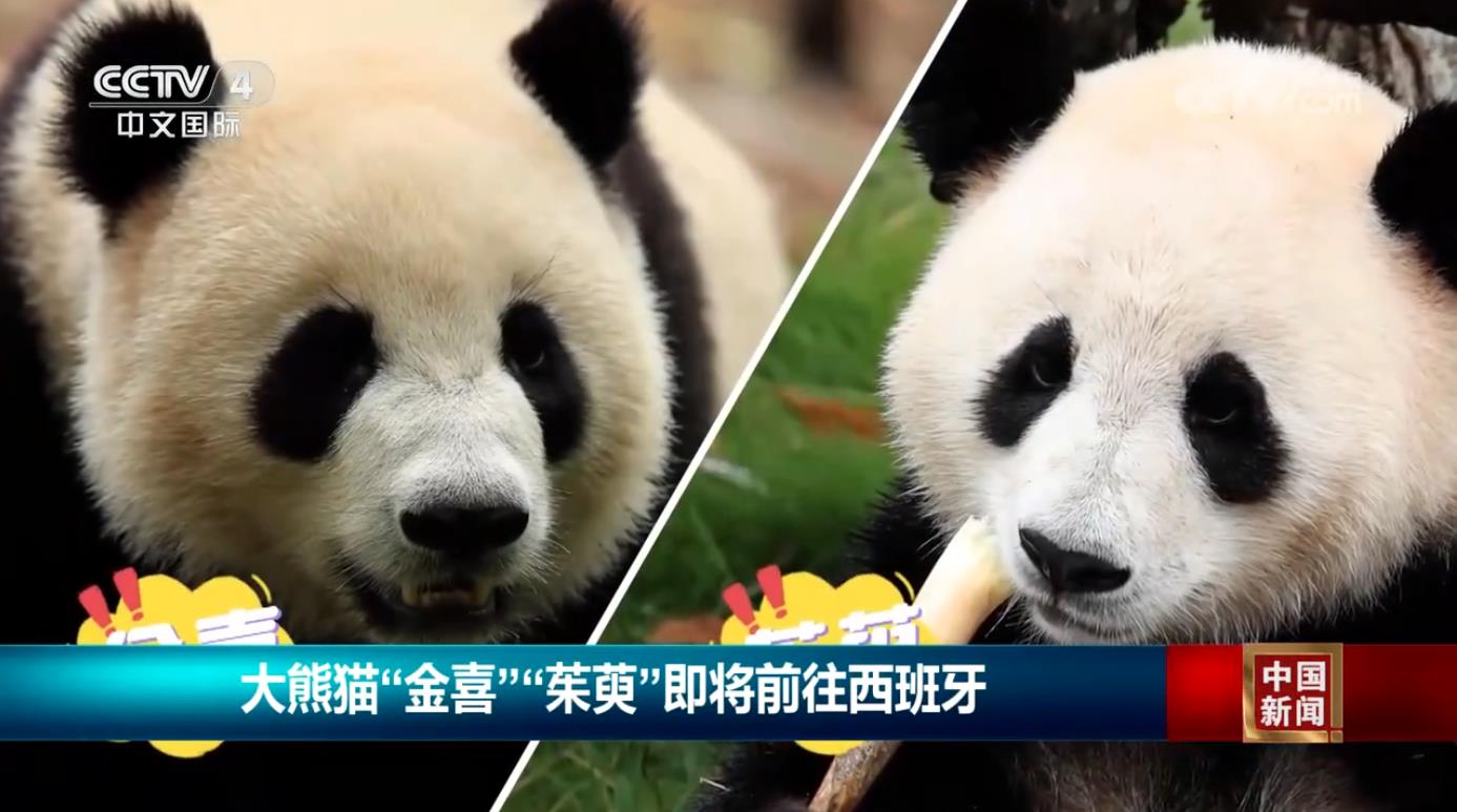 大熊猫“金喜”“茱萸”即将前往西班牙